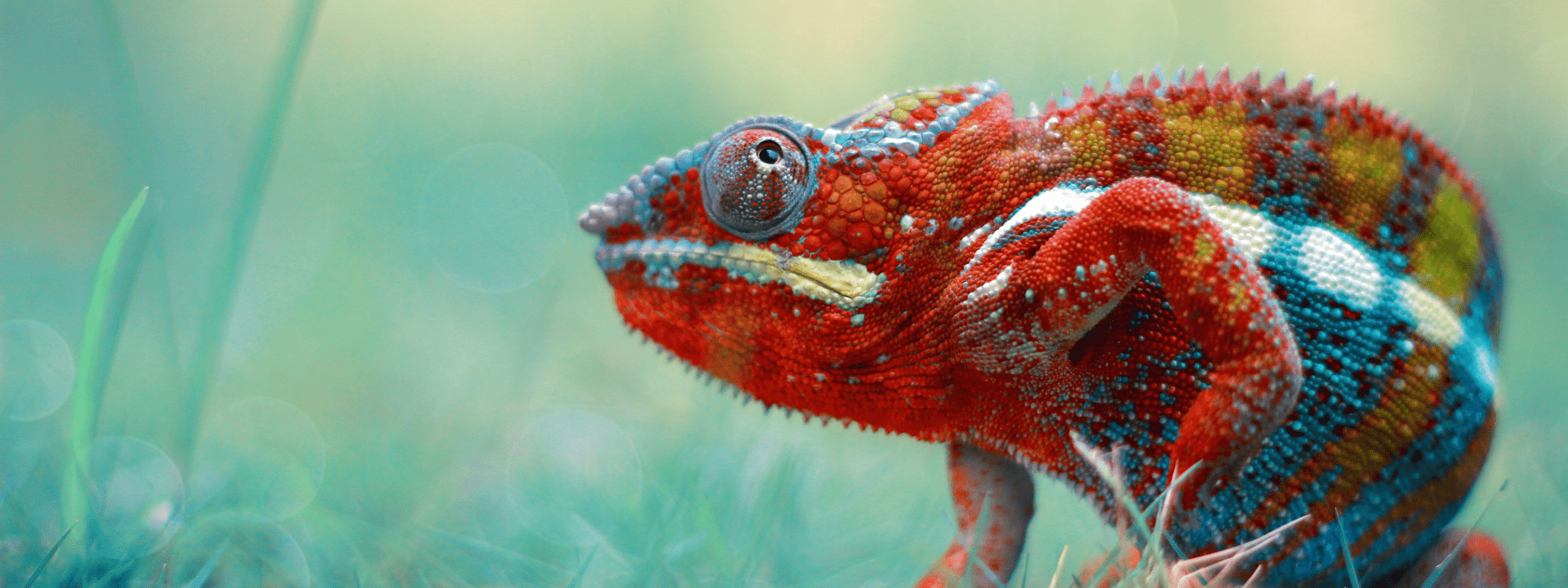 Projectkameleon - header Project Implementatie