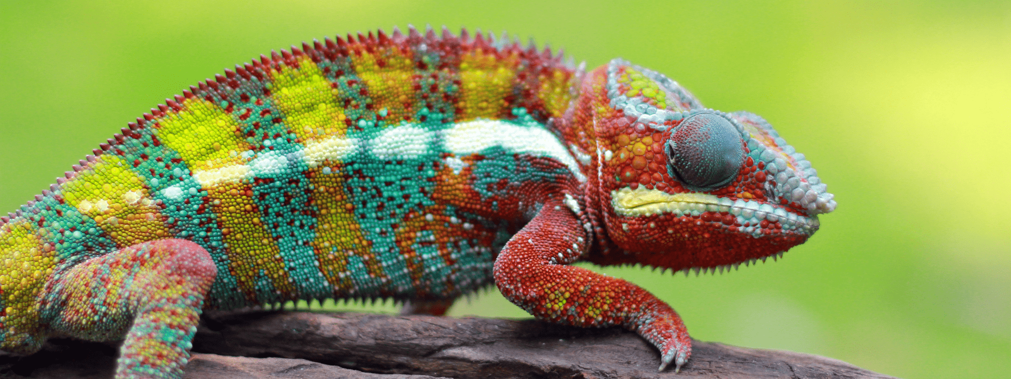 Projectkameleon - header Project Migraties