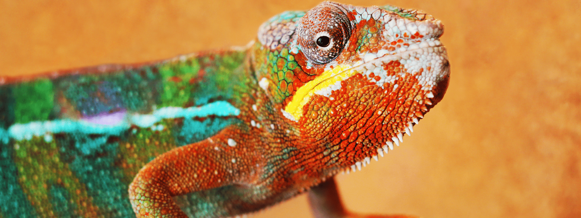 Projectkameleon - header home-