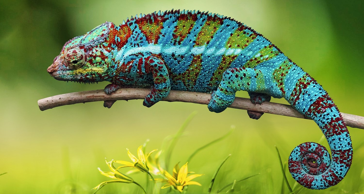 Projectkameleon_Home